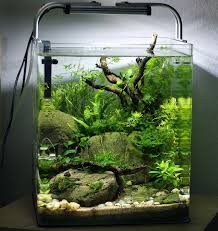 Tropicalfishfreshwater Tropicalfishaquariumideas Amazing Aquariums Aquarium Design Betta Aquarium