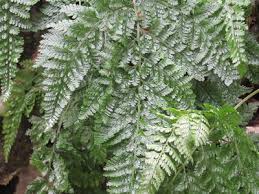 Image result for Maerua descampsii