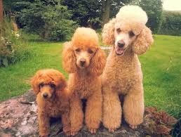 Pin On Poodle