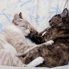 Four Benefits Of Adopting Two Cats