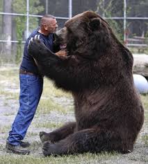 Black Bear Vs Grizzly Bear Size Difference Amazing Size Difference Between Man And Grizzly Kodiak Bear Funny Animal Pictures Animals