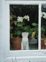 Sanctuary Mariusu Watching By Green Eyed Gaze Crazy Cats Cat Window Cats Meow