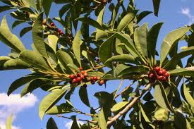 Image result for Ilex mitis