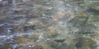 Ikan sakti sungai janiah, merupakan sebuah legenda yang dipercayai masyarakat sekitar wilayah baso, agam sumatera barat. Melirik Cerita Mitos Ikan Larangan Di Pariaman Merdeka Com
