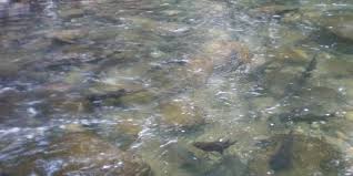 Ini adalah sekelompok ikan yang berada di dalam kolam besar berair jernih. Melirik Cerita Mitos Ikan Larangan Di Pariaman Merdeka Com