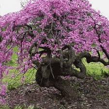 Maybe you would like to learn more about one of these? Lavender Twist Weeping Redbud Cercis Canadensis Covey 1 3 Ft Tree Lavender Twist Weeping Redbud Cercis Canadensis Weeping Redbud