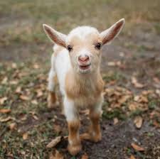 Delightful Cute Goats Animals Cute Animals