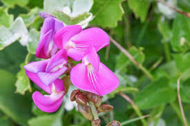 Image result for Canavalia africana