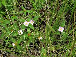 Image result for Antherotoma debilis