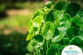 Now, scientists are finding that gotu kola may even help promote better hair growth at the follicular level. Vallarai Keerai Health Benefits Nutrition Uses For Skin And Hair Recipes Side Effects