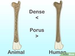 Osteoblasts create bone and osteoclasts destroy it, especially if force is placed on a tooth. How To Identify Human Bones 15 Steps With Pictures Wikihow