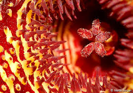 Image result for Huernia volkartii