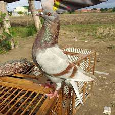 Guys, dari dulu burung merupakan salah satu spesies yang paling menggoda untuk dipelihara. Merpati Tidak Mau Giring Giringnya Jelek Ini Solusinya Dunia Hobi