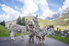 Val di fassa is within the dolomiti superski ski area , which boasts 1,420km 882 miles of downhill pistes, with 668 marked ski runs, served by 488 ski lifts. Con La Bicicletta Elettrica Tra Gli Agritur Della Val Di Fassa 3 Di 14 Touring Club