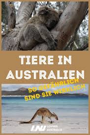 Jun 21, 2015 · verrückt nach tieren australien in der haut eines wallabys doku über tiere in australien t. Einzigartige Und Gefahrliche Tiere In Australien Loving Australia Australien Tiere Australien Tiere