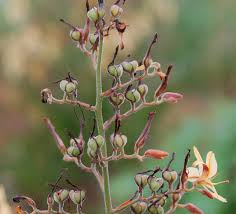 Image result for Wachendorfia