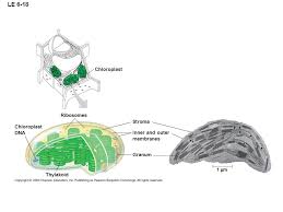 Consegna a domicilio di frutta, verdura e molto altro in piemonte, liguria e valle d'aosta. Difference Between Thylakoids And Lamellae In A Chloroplast Biology Stack Exchange