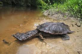 The Mata Mata Turtle Freshwater Turtles Turtle Weird Animals