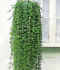 Qulista Samenhaus 100pcs Raritat Hange Minze Indian Mint Mit Frischem Minzartigem Duft Blumensamen Bonsai Winterhart In 2020 Hangepflanzen Pflanzen Balkon Pflanzen