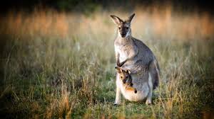 However, the dingo is a roamer and often crosses paths out there with the kangaroo. Kangaroo Facts And Photos