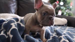 Check spelling or type a new query. Lilac Sable French Bulldog Puppy Bbdd At Ay Youtube