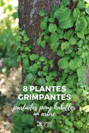 Check spelling or type a new query. 8 Plantes Grimpantes Pour Habiller Un Arbre Promesse De Fleurs