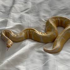 See full list on everythingreptiles.com Meet Evee My New Friend I Brought Home Today My Albino Ball Python Snakes