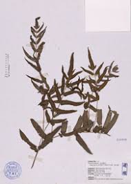 Image result for Ampelopteris prolifera