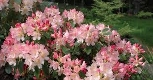 Rhododendron Yakushimanum Percy Wiseman Trees To Plant Rhododendron Rose Trees