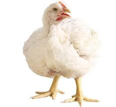 Pin Oleh Klara Sakti Di Ayam Ayam