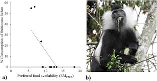 Image result for Beilschmiedia rwandensis