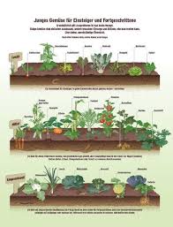 Vegetable Gardening Garten Gemuse Richtig Anbauen Beobachter Garten Gemuse Richtig Anbauen Beobachter In 2020 Growing Vegetables Plants Garden Planning