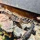 Tales and Scales: Alligator Encounter — Hobe Sound event image