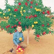 Large fruit tree is type of fruit tree. 5 N 1 Dwarf Grafted Apple Variety Tree Dwarf Fruit Trees Fruit Cocktail Tree Grafting Fruit Trees