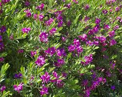 Image result for Polygala xanthina