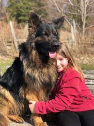 For black german shepherd lovers. Spirit Shepherds