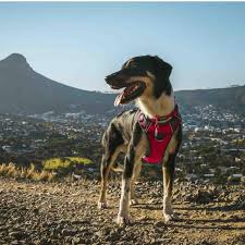 Red Dingo Red Padded Dog Harness Ocado