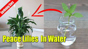 Watering peace lilies is one of the most important aspects of care, but it's also one of the most common causes of problems. How To Grow Peace Lilies Cutting In Water Youtube