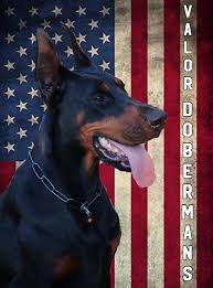 Check spelling or type a new query. Valor Dobermans