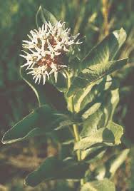 Livestock Are More Likely To Eat Poisonous Plants When Pasture Grass Is Overgrazed Tsln Com