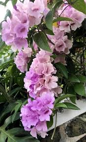 Image result for Mansoa