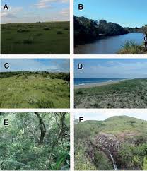 Image result for Orthochilus ruwenzoriensis