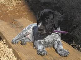 Home the breed pedigree puppies for sale gallery contact king, remi & bella bred with intentionality: Litter Of 5 German Shorthaired Pointer Puppies For Sale In Euless Tx A Pointer Puppies German Shorthaired Pointer German Shorthaired Pointer Puppies For Sale