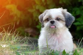 Share us some holiday pictures with your furbabies! Shih Tzu Complete Guide Info Pictures Care More Pet Keen