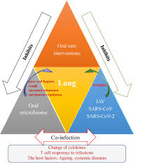 Sh yeoh, r razali, h sidi, zrm razi, m midin, nrn jaafar, s das. Frontiers Oral Microbiome And Sars Cov 2 Beware Of Lung Co Infection Microbiology