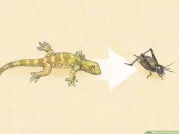 Another option is to use a bug zapping racket. How To Get Rid Of Crickets 9 Steps With Pictures Wikihow
