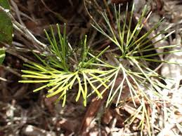 Image result for Maerua descampsii