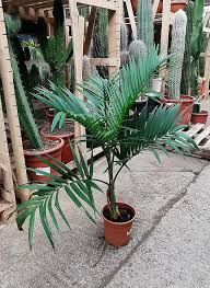 Image result for Chamaedorea radicalis