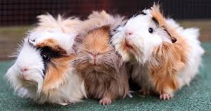 Trio Of Fluffballs Meerschweinchen Haustiere Kuscheln