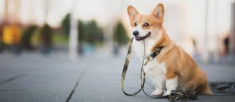 Due to size and/or weight, certain items bear an additional shipping surcharge or special handling fee. The Pembroke Welsh Corgi A Little Clown With Big Ears Mondou